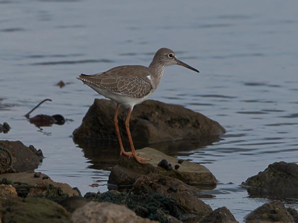 <h3><a href="/trips/srilanka/biota/animalia/chordata/aves/024 charadriiformes/015 scolopacidae/tringa totanus/tringa totanus-nl.html">Tringa&nbsp;totanus</a> / Common&nbsp;redshank / Tureluur</h3>NIKON D500 met AF-S Nikkor 80-400mm f/4.5-5.6G ED VR, 1/640 sec  bij F8.0, ISO 200, afstand 19.9&nbsp;m